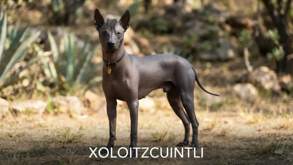 Individual Xoloitzcuintli breed