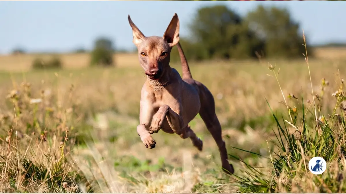 Hairless dog breeds including the Xoloitzcuintli, Chinese Crested